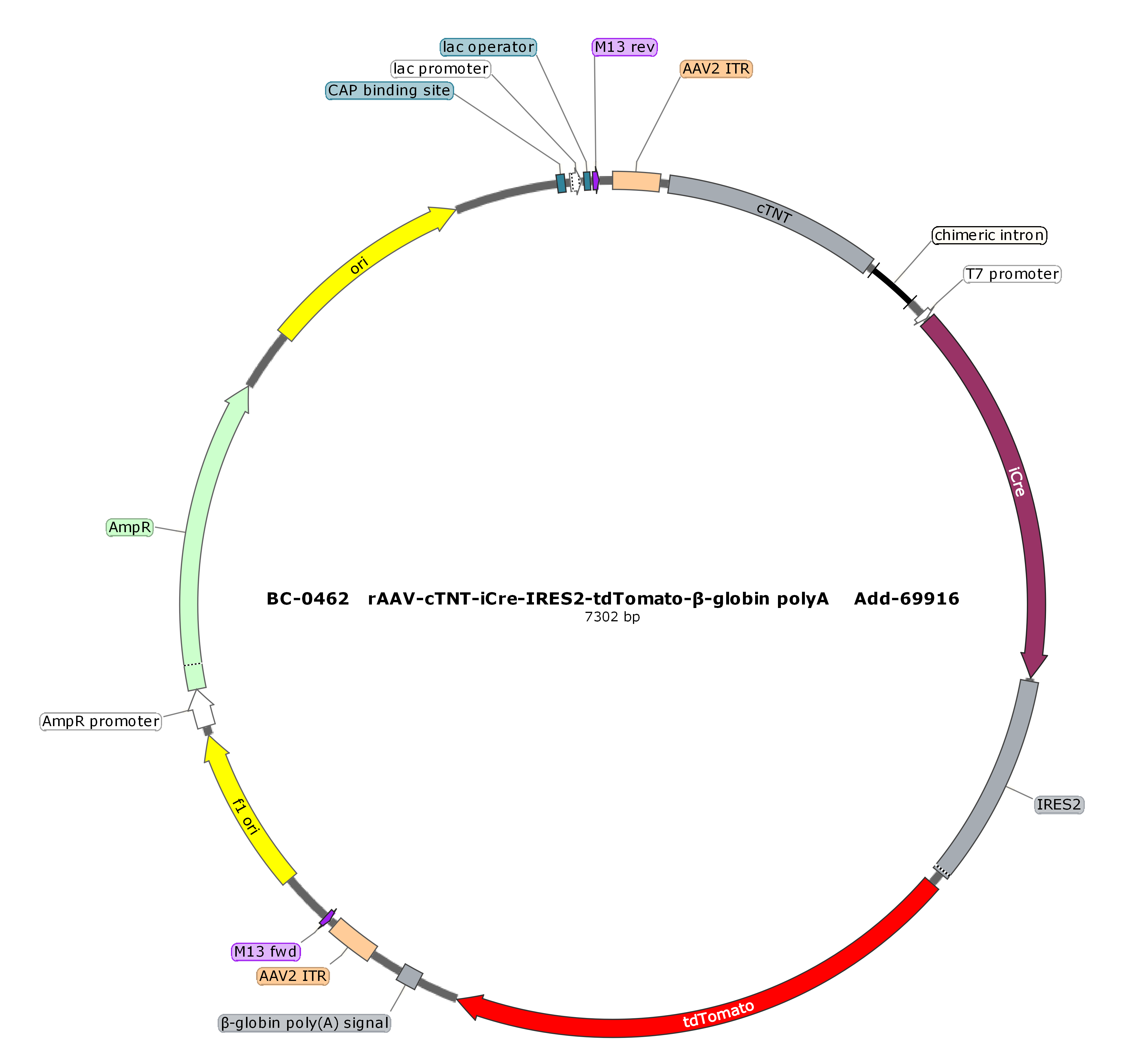 rAAV-cTNT-iCre-IRES2-tdTomato