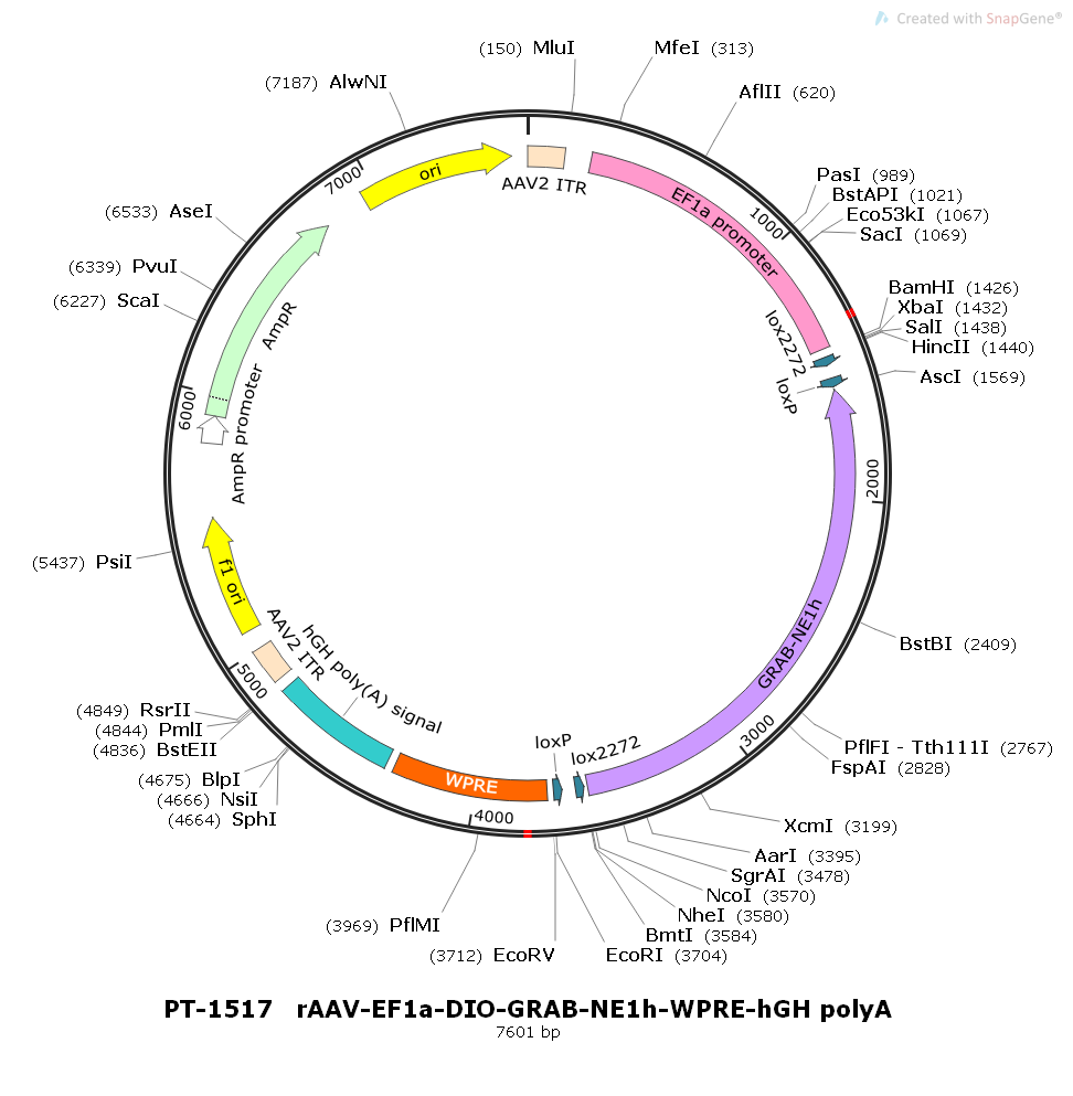 rAAV-EF1α-DIO-GRAB-NE1h-WPRE-hGH polyA