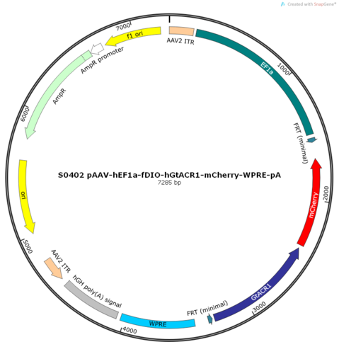 AAV2/9-hEF1a-fDIO-hGtACR1-mCherry-ER2-WPRE-pA