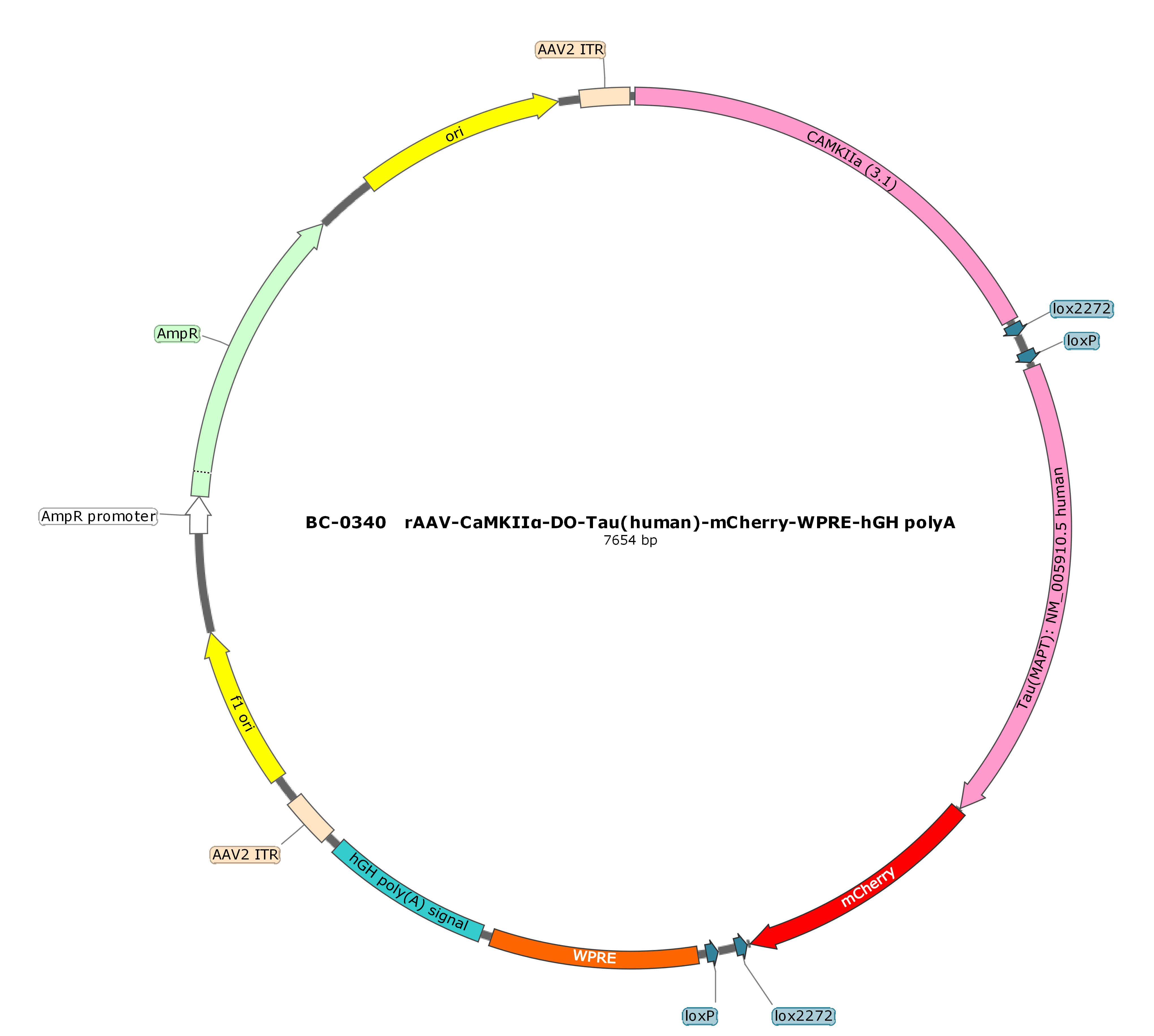 rAAV-CaMKIIα-DO-Tau(human)-mCherry
