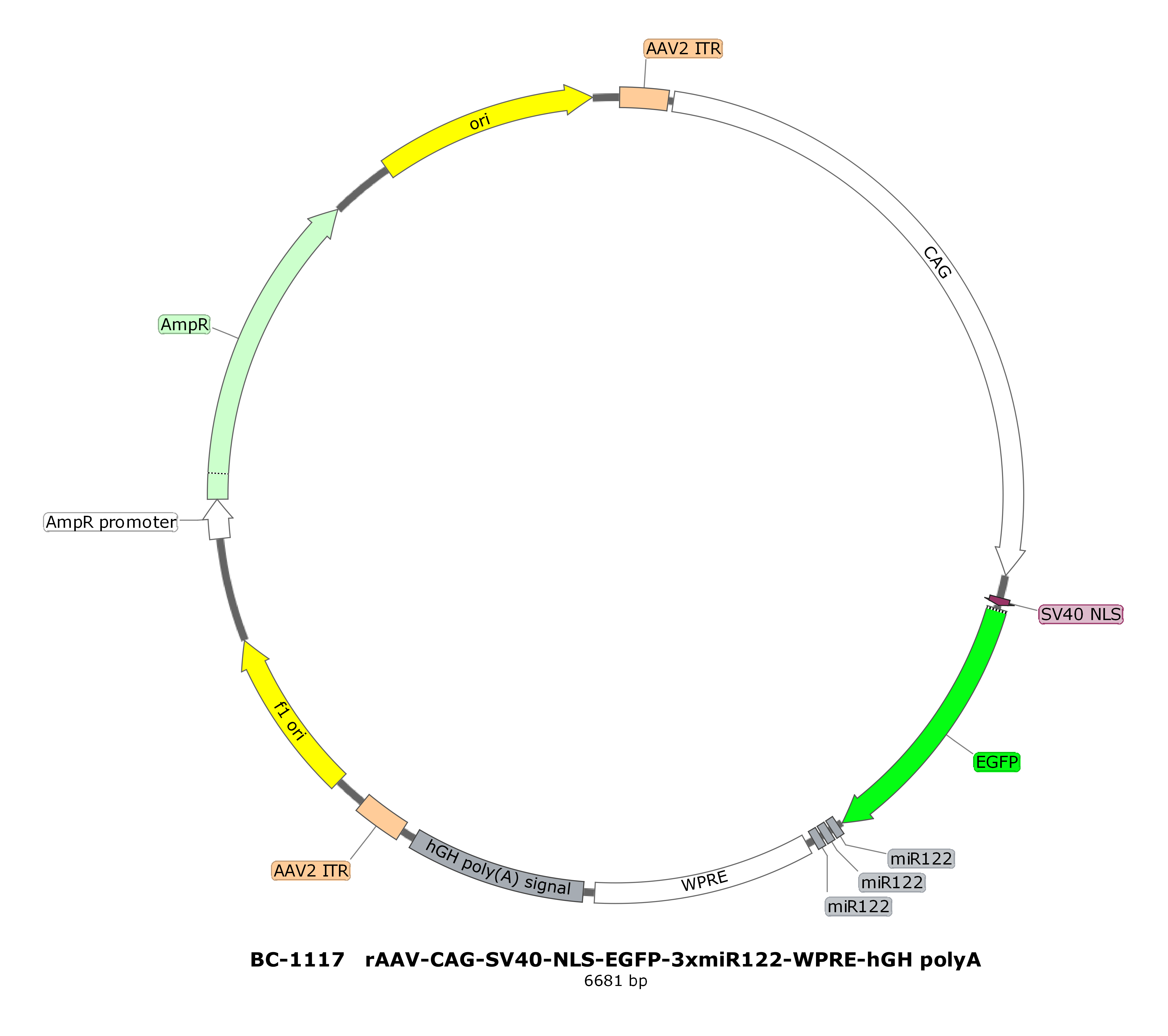 rAAV-CAG-SV40-NLS-EGFP-3xmiR122
