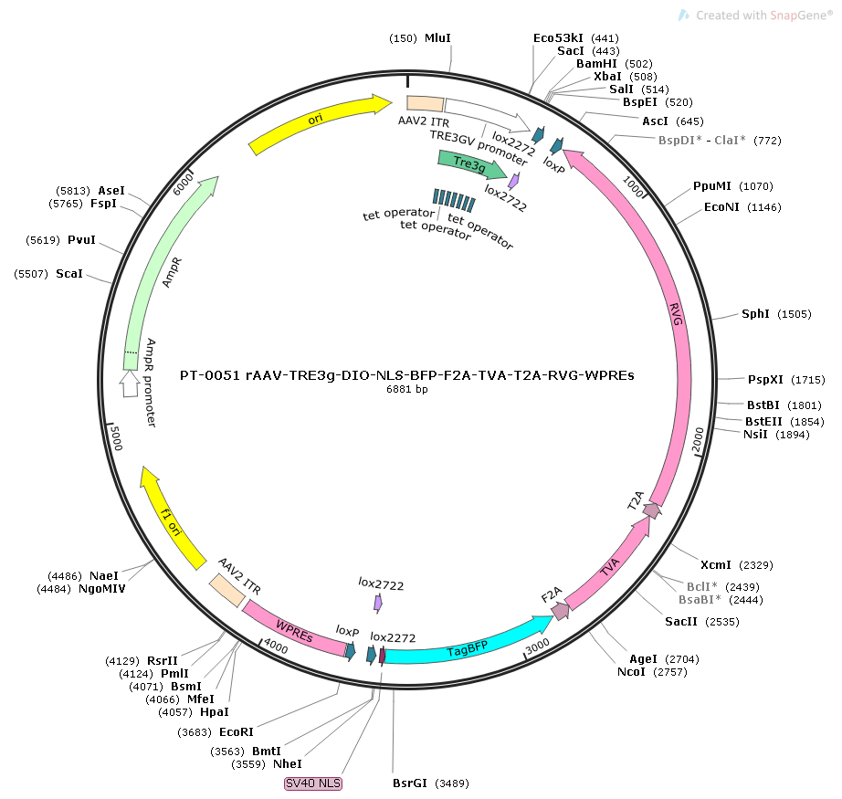 rAAV-TRE3g-DIO-RVG-T2A-TTA(H100Y)-WPRE-hGH polyA