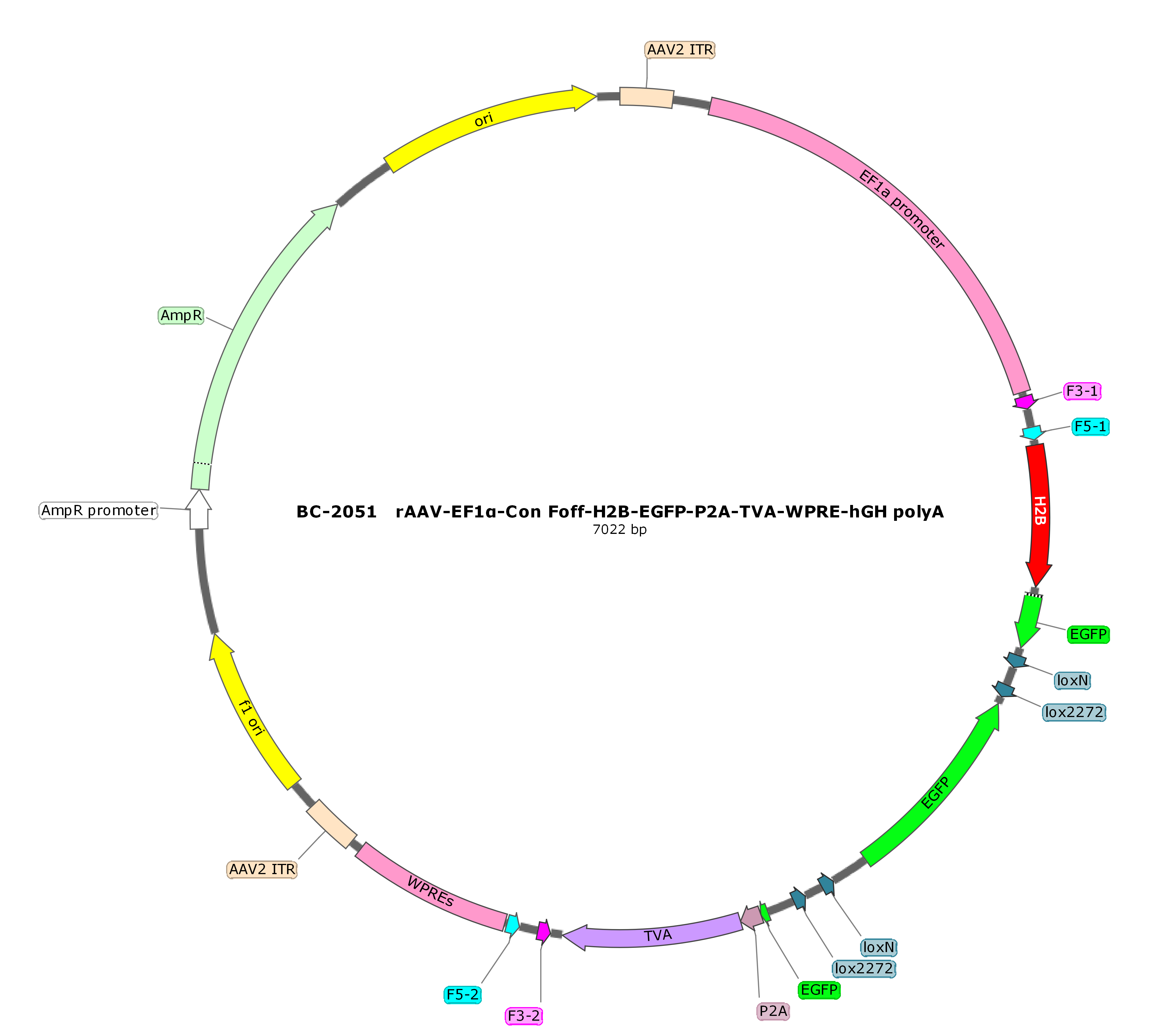 rAAV-EF1α-Con Foff-H2B-EGFP-P2A-TVA