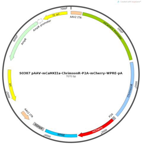AAV2/9-mCaMKIIa-ChrimsonR-ER2-P2A-mCherry-WPRE-pA