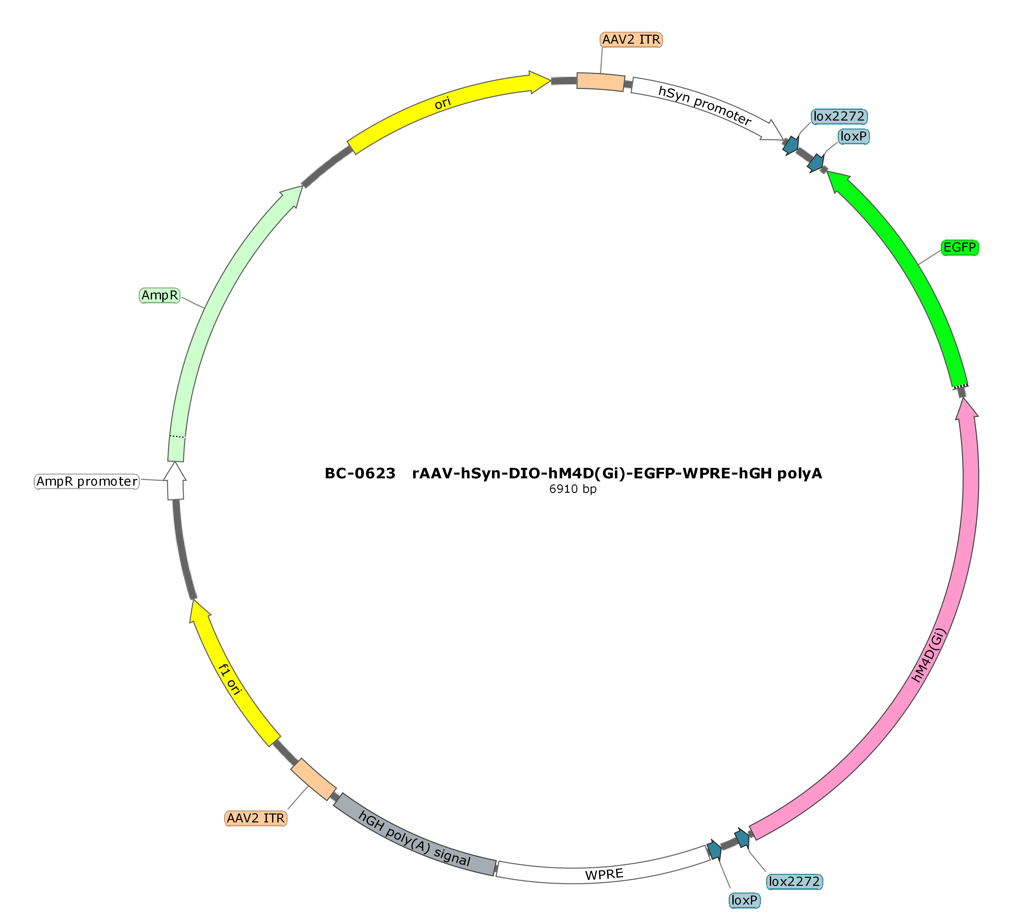 rAAV-hSyn-DIO-hM4D(Gi)-EGFP