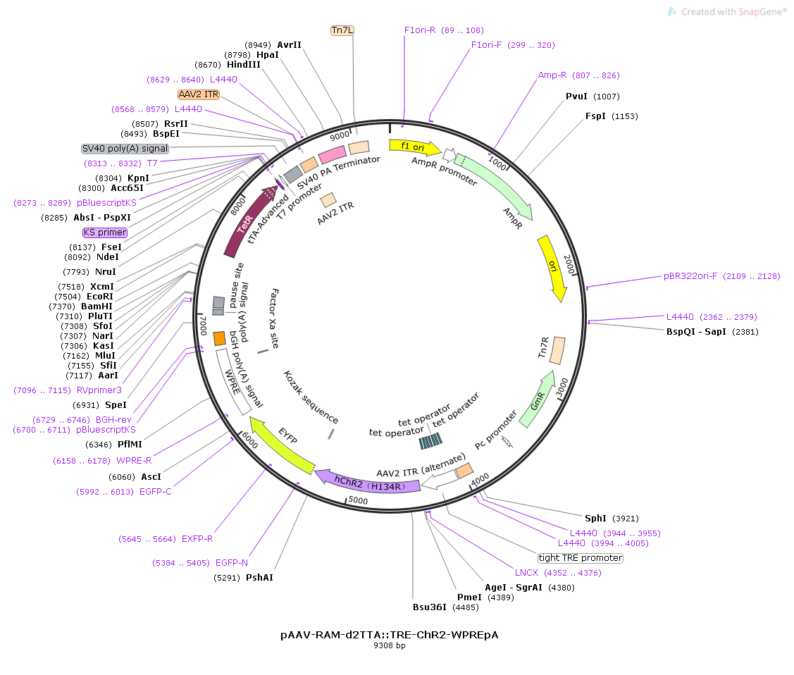 rAAV-RAM-d2TTA::TRE-hChR2(H134R)-EYFP-WPRE-bGH polyA