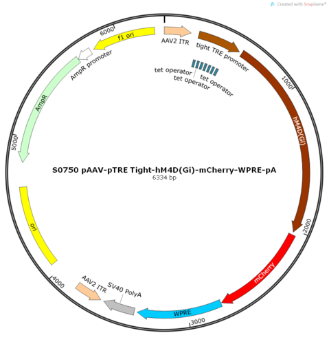 AAV2/9-pTRE Tight-hM4D(Gi)-mCherry-WPRE-pA