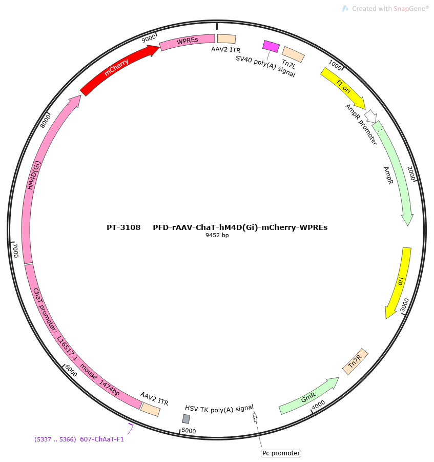 PFD-rAAV-ChAT-hM4D(Gi)-mCherry-WPREs