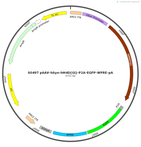AAV2/9-hSyn-hM4D(Gi)-ER2-P2A-EGFP-WPRE-pA