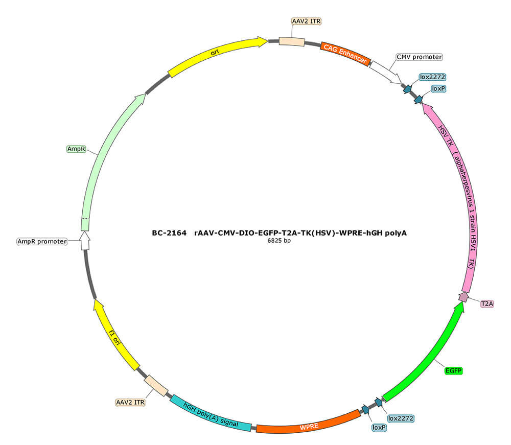 rAAV-CMV-DIO-EGFP-T2A-TK(HSV)