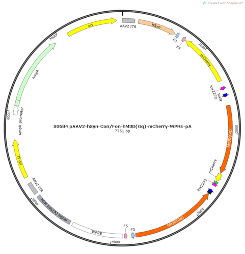 AAV2/9-hSyn-Con/Fon-hM3D(Gq)-mCherry-WPRE-pA