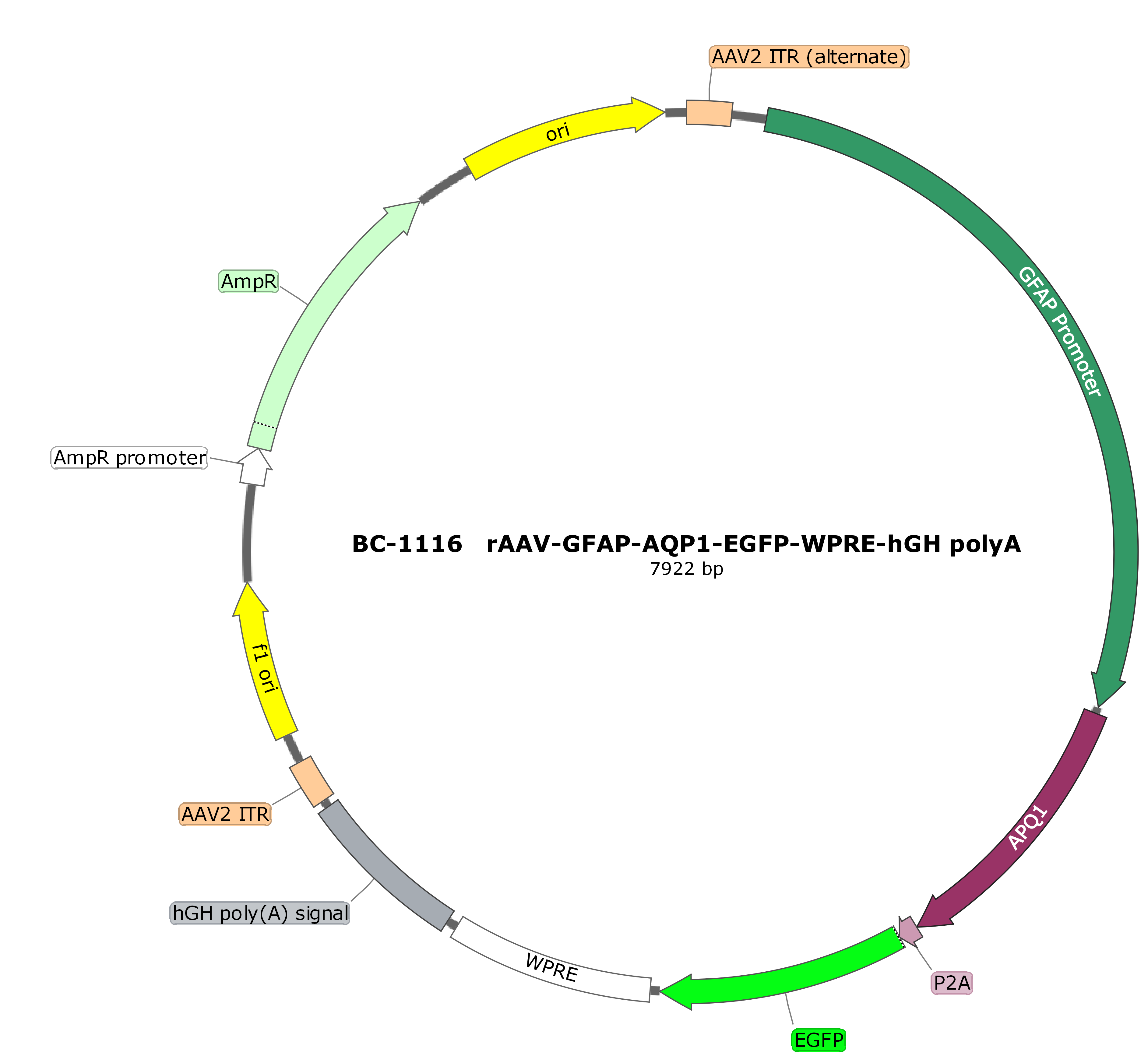 rAAV-GFAP-AQP1-EGFP