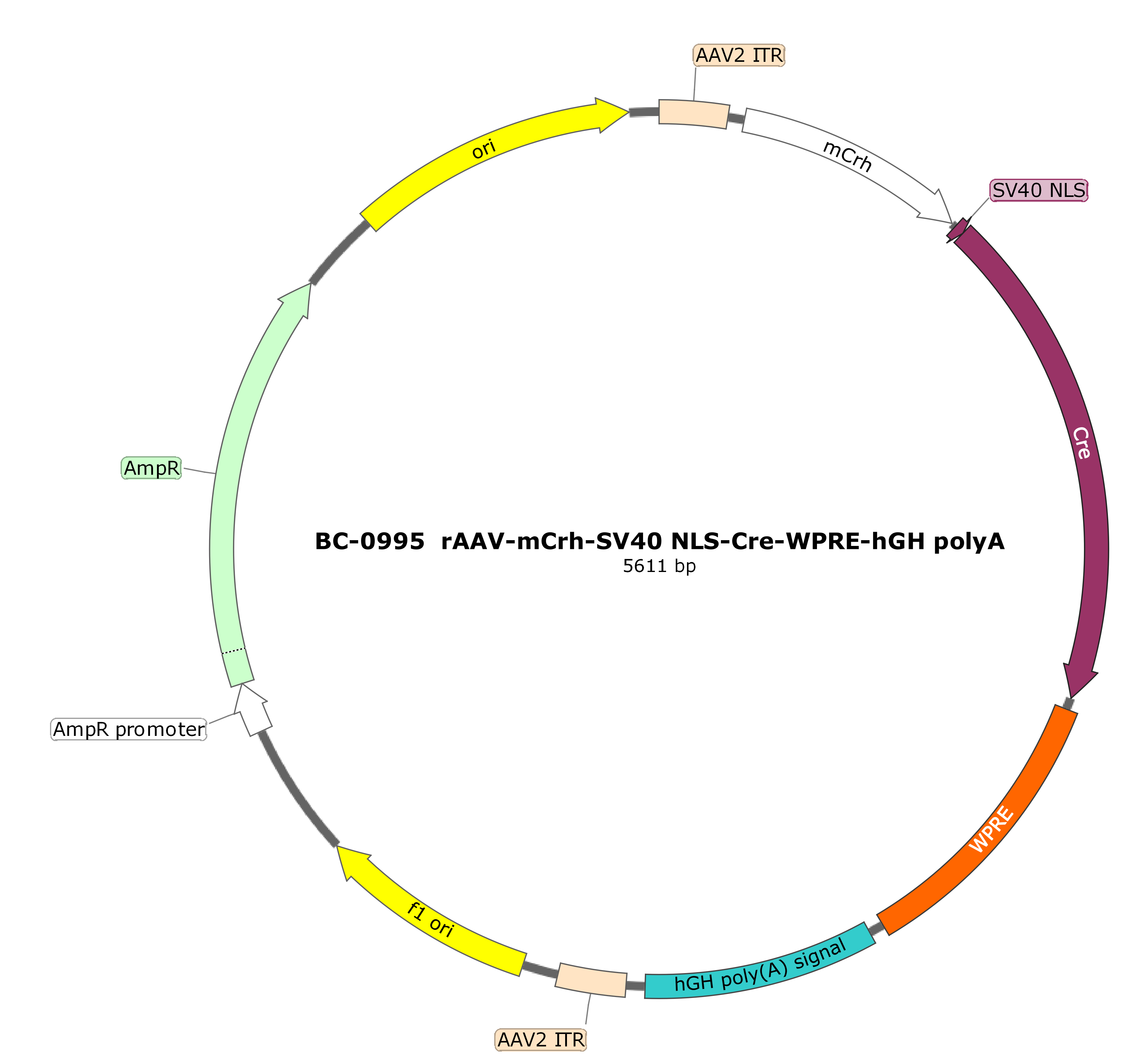 rAAV-mCrh-SV40 NLS-Cre