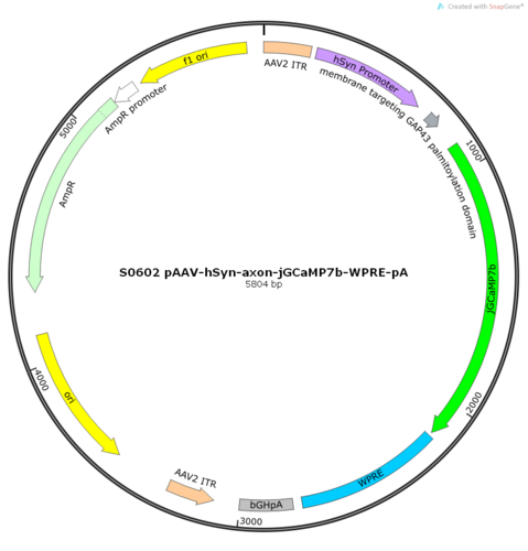 AAV2/9-hSyn-jGCaMP7b.Membr-WPRE-pA