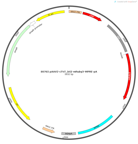 AAV2/9-cTNT_bGI-mRuby3-WPRE-pA