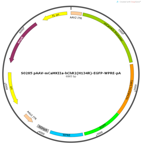 AAV2/8-mCaMKIIa-hChR2(H134R)-EGFP-ER2-WPRE-pA