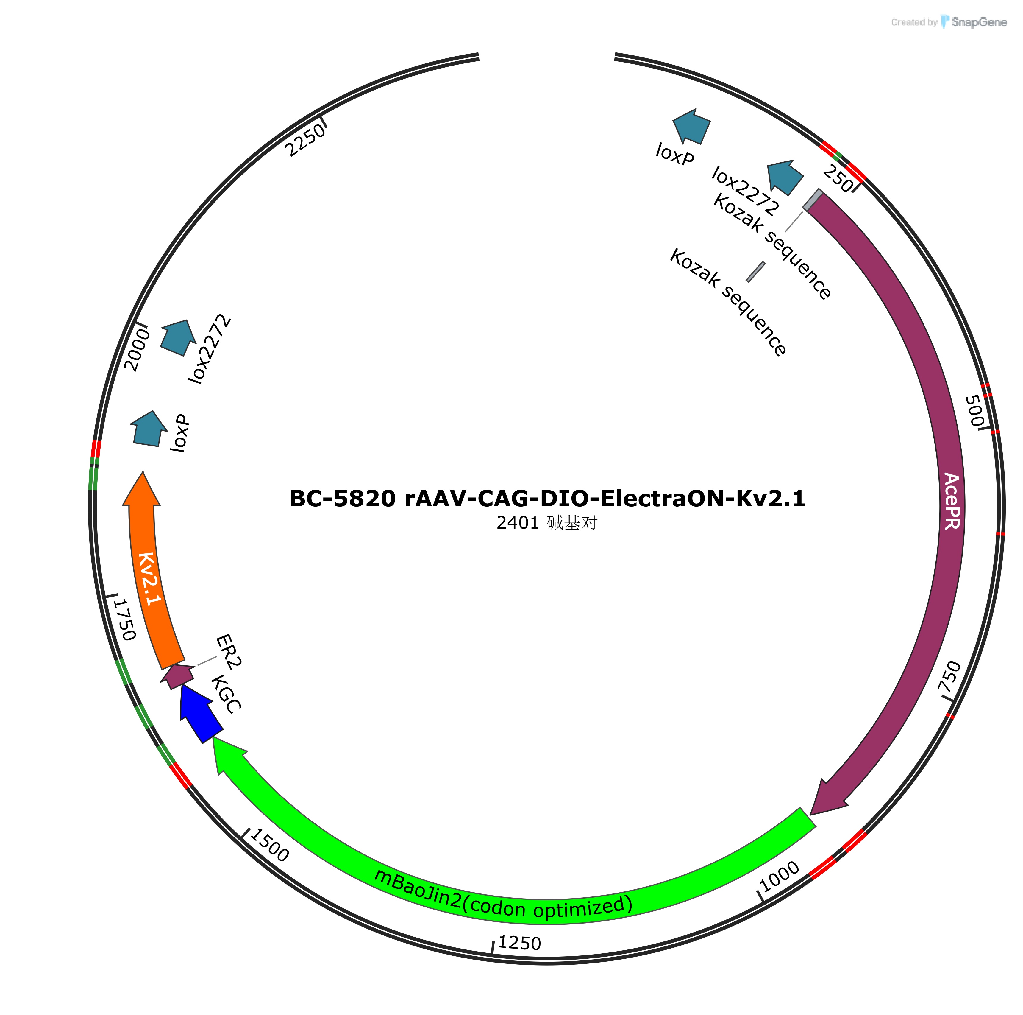 rAAV-CAG-DIO-ElectraON-Kv2.1
