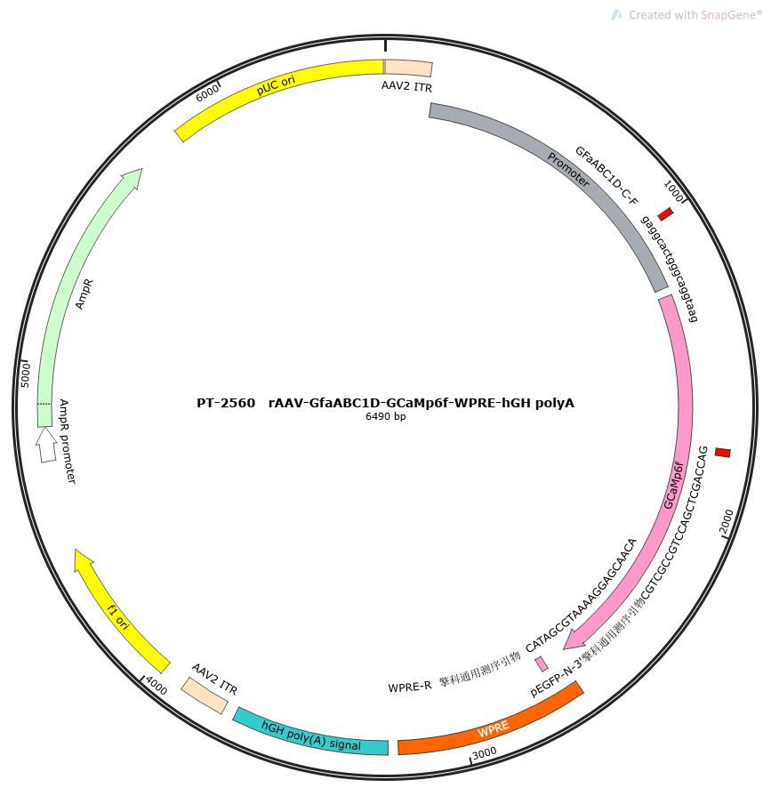 rAAV-GfaABC1D-GCaMp6f-WPRE-hGH polyA