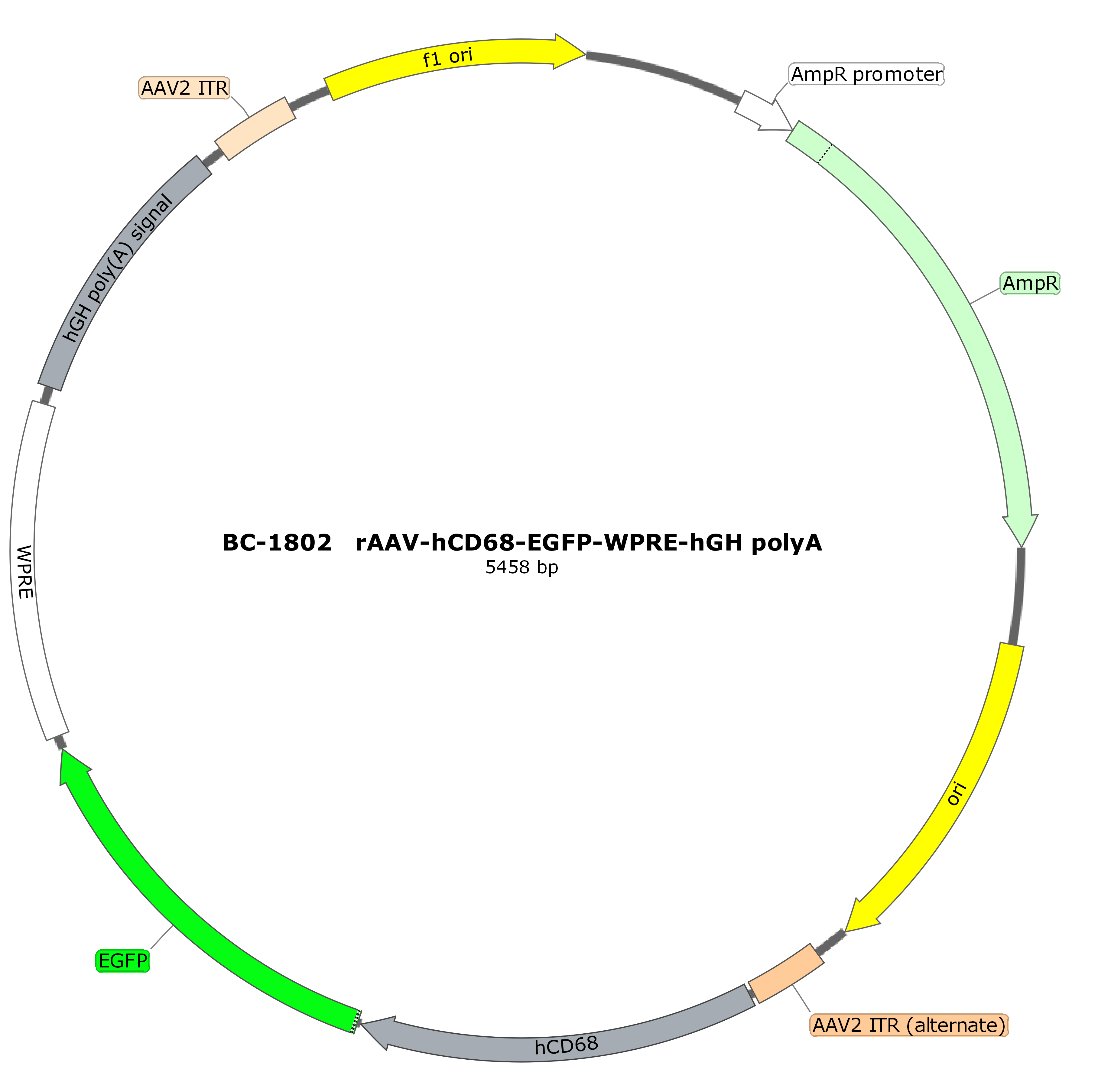 rAAV-hCD68-EGFP