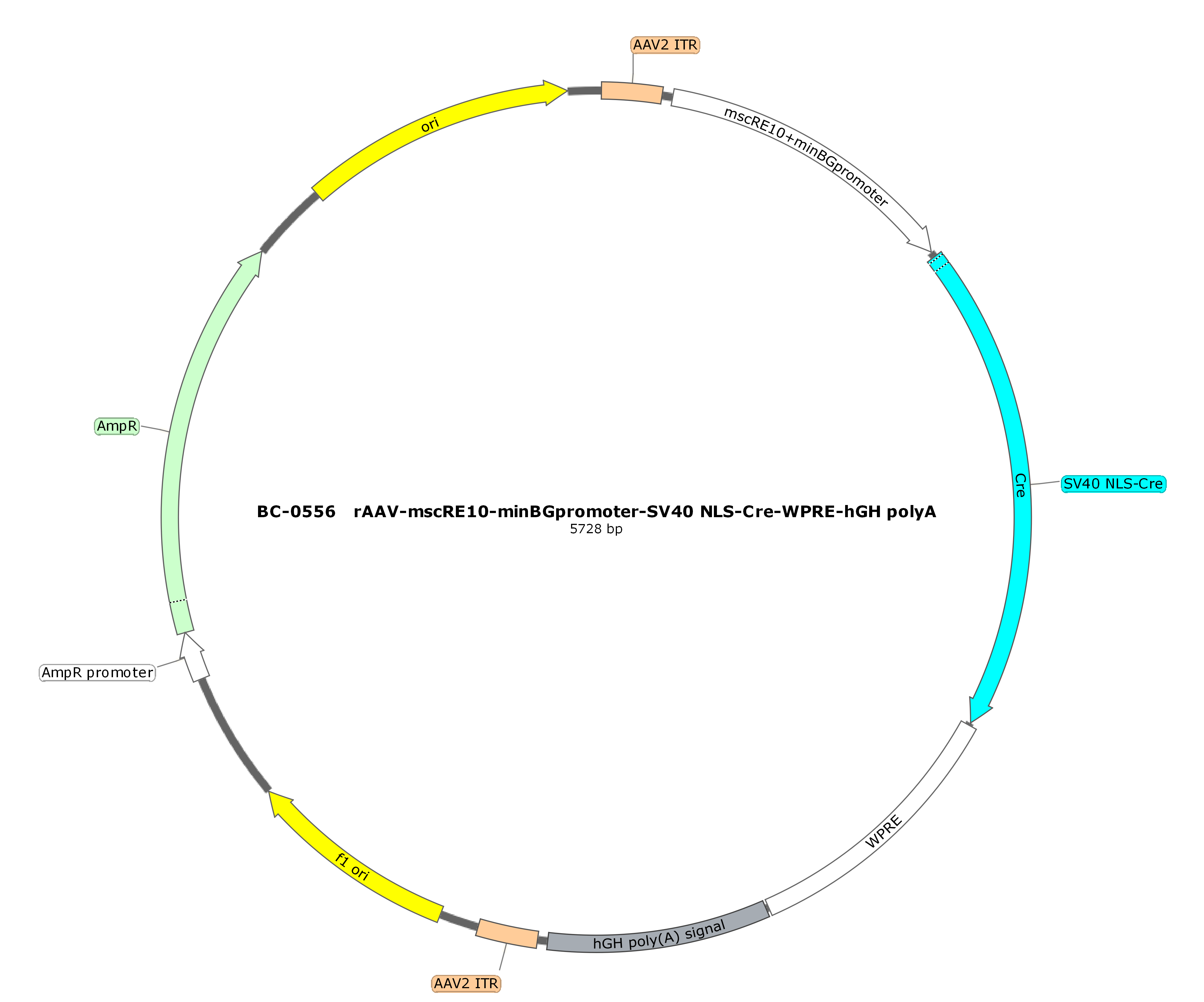 rAAV-mscRE10-minBGpromoter-SV40 NLS-Cre