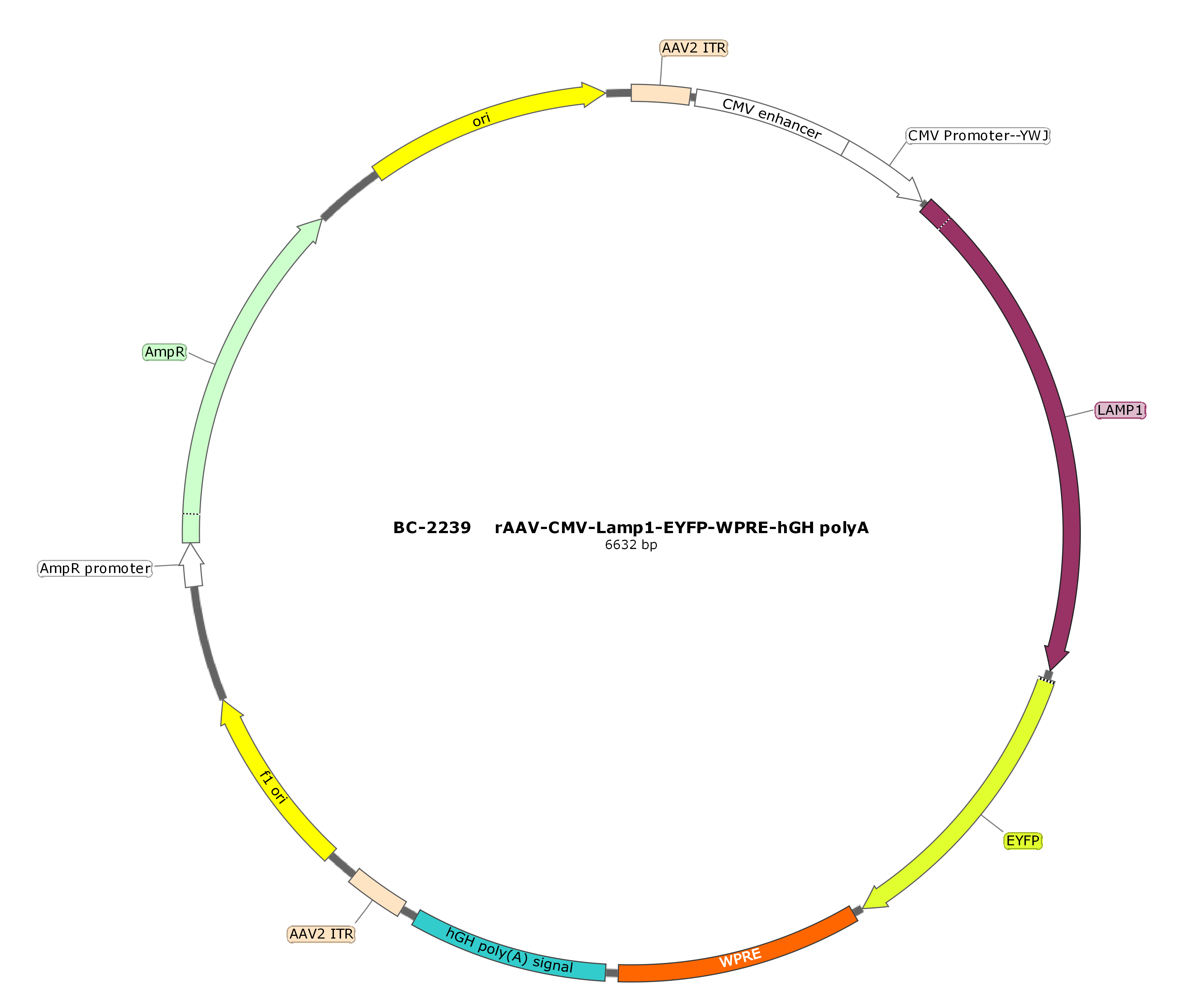 rAAV-CMV-Lamp1-EYFP