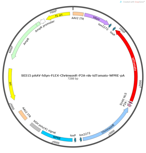 AAV2/9-hSyn-FLEX-ChrimsonR-P2A-nls-tdTomato-WPRE-pA