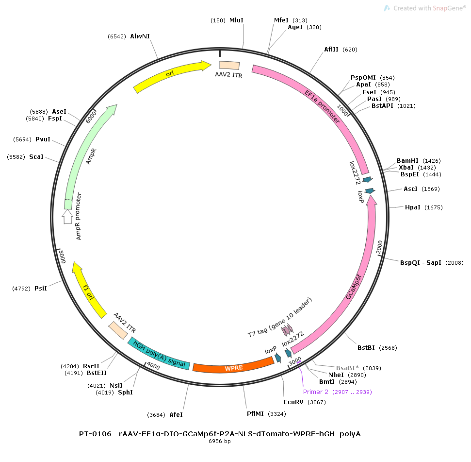 rAAV-EF1α-DIO-GCaMp6f-WPRE-hGH polyA