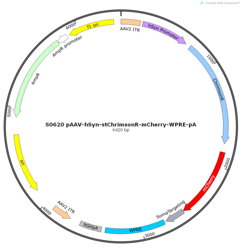 AAV2/9-hSyn-stChrimsonR-mCherry-WPRE-pA