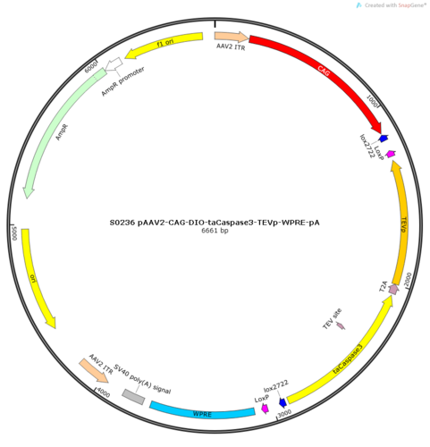 AAV2/2-CAG-DIO-taCaspase3-TEVp-WPRE-pA