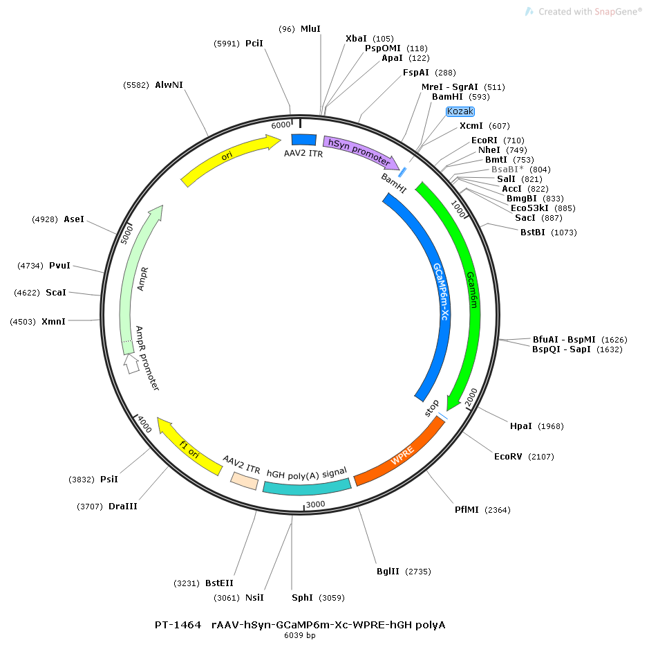rAAV-hSyn-GCaMP6m-Xc-WPRE-hGH polyA