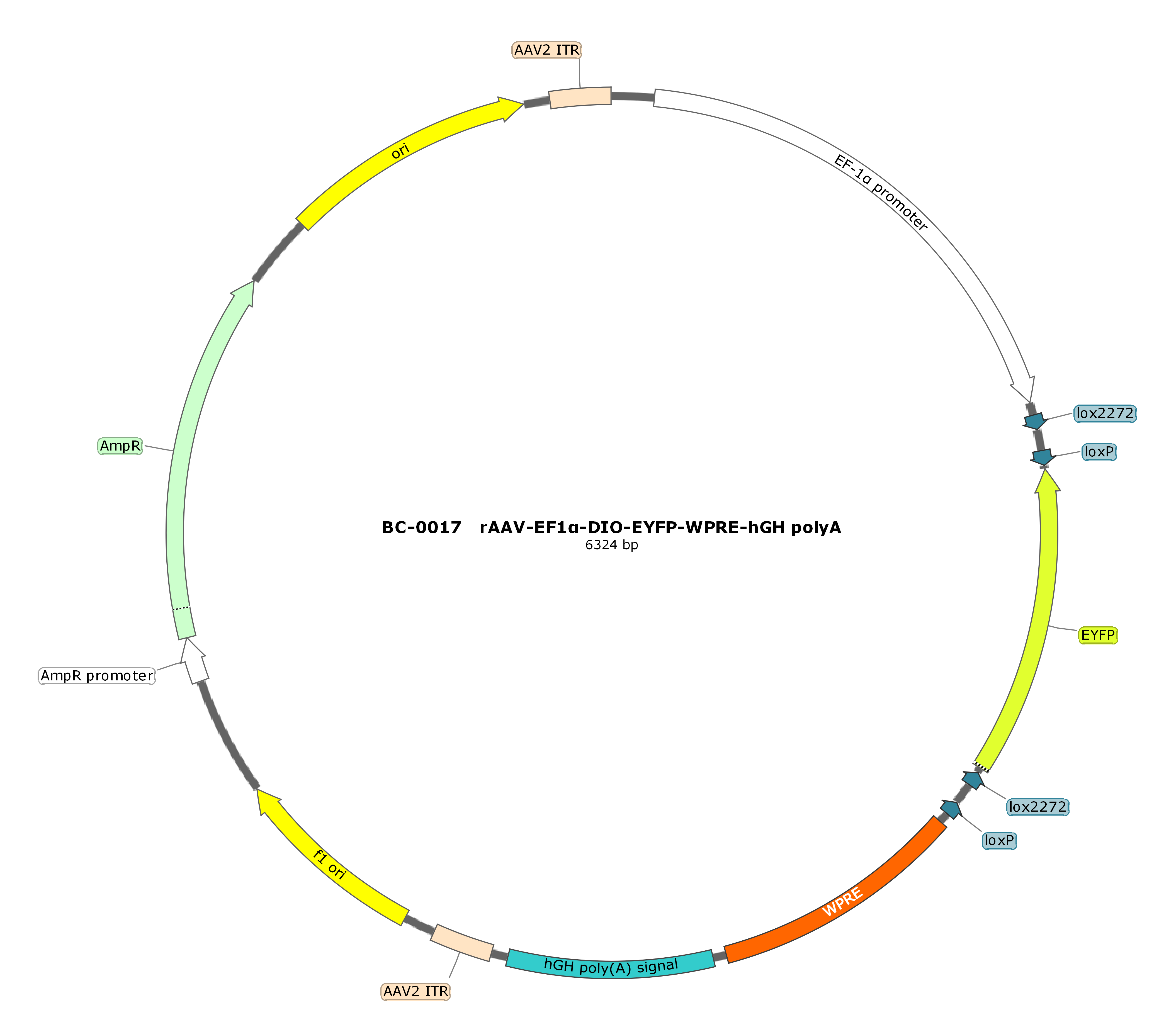 rAAV-Ef1α-DIO-EYFP-WPRE-hGH polyA