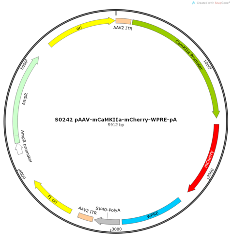 AAV2/9-mCaMKIIa-mCherry-WPRE-pA