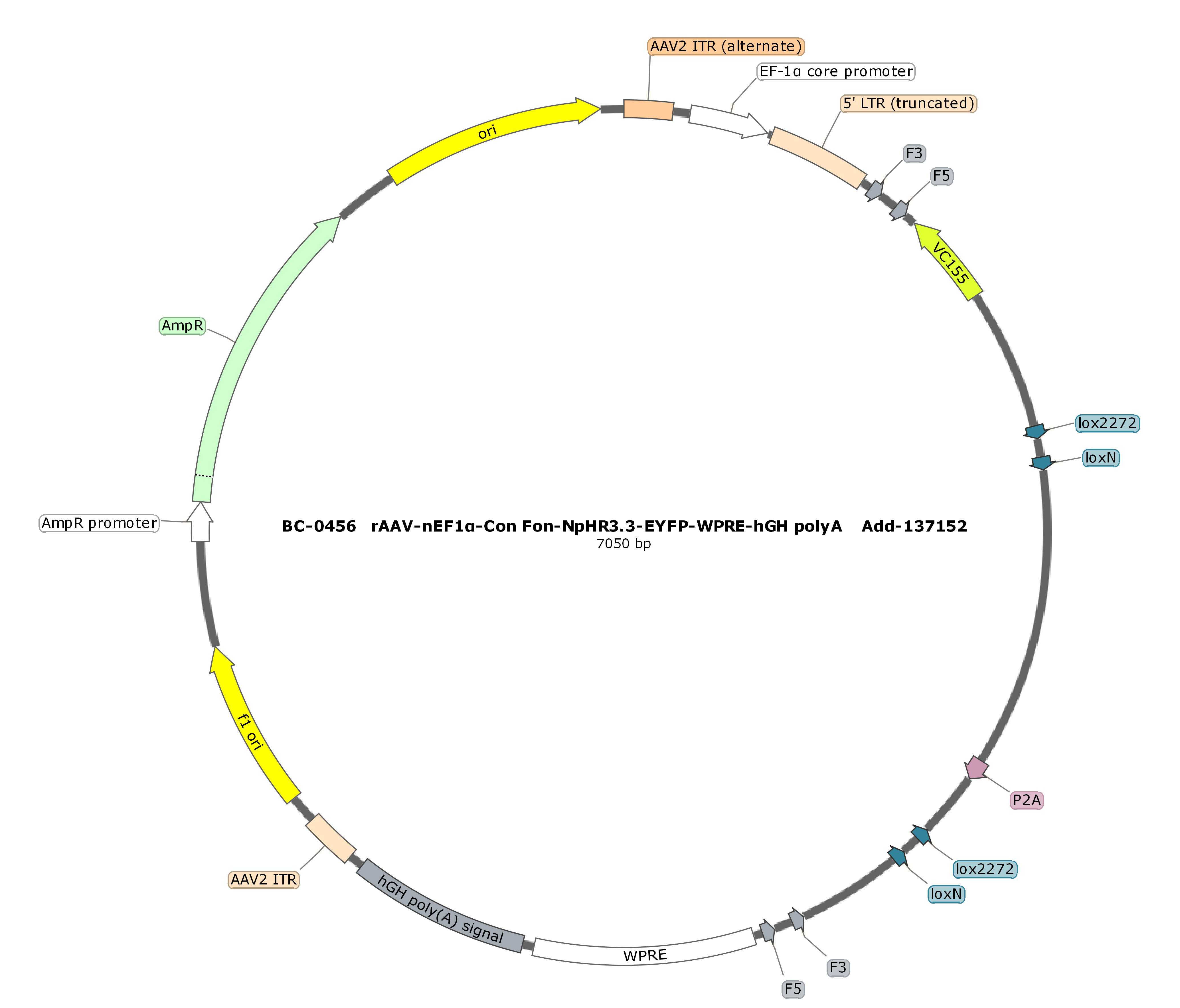 rAAV-nEF1α-Con Fon-NpHR3.3-P2A-EYFP