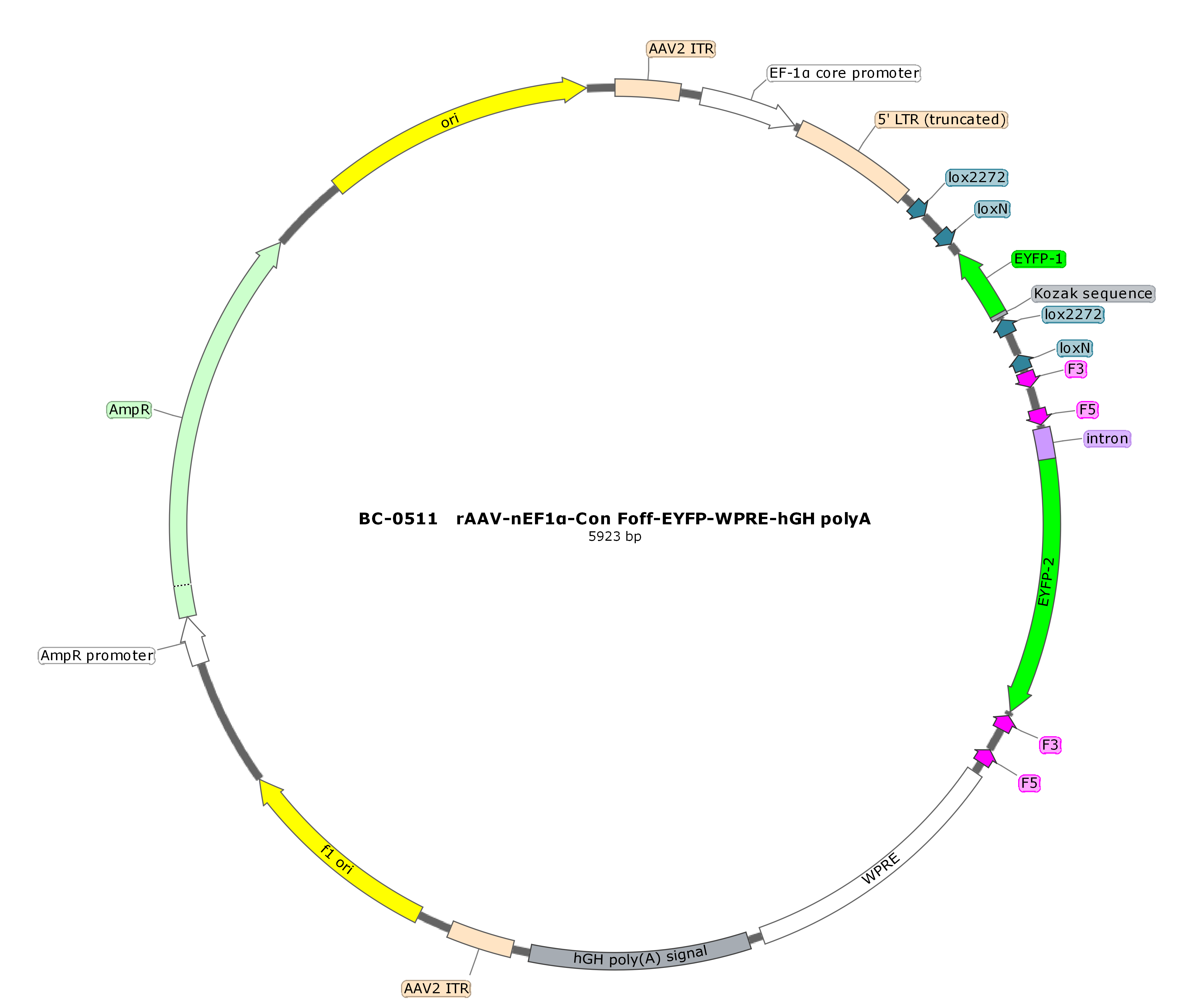 rAAV-nEF1α-Con Foff-EYFP