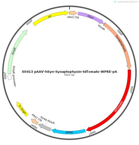 AAV2/2-hSyn-tdTomato.PreSynapse-WPRE-pA