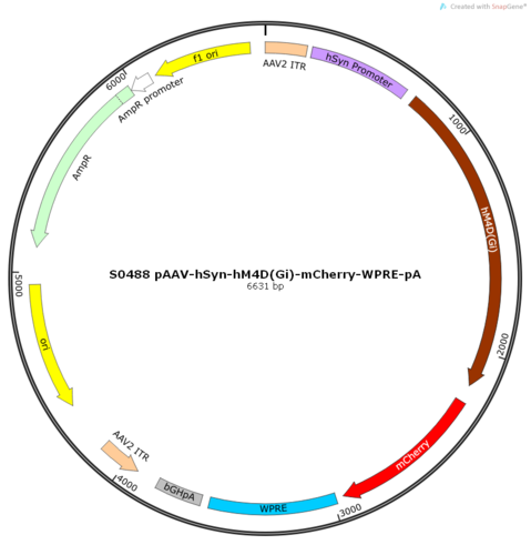 AAV2/8-hSyn-hM4D(Gi)-mCherry-ER2-WPRE-pA