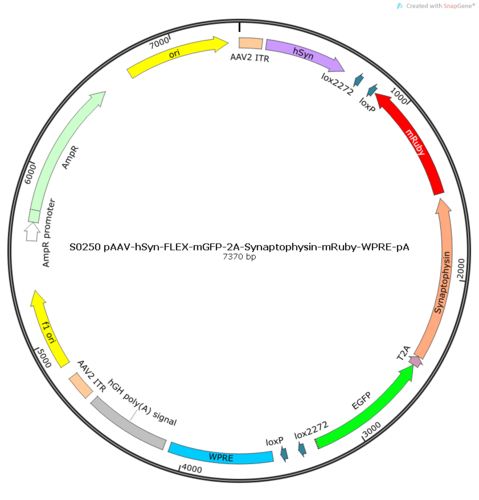 AAV2/9-hSyn-FLEX-mGFP-2A-Synaptophysin-mRuby-WPRE-pA