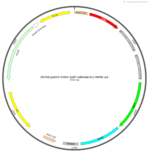 AAV2/8-hTBG-MasterRNAi155(NC)-eGFP-WPRE-pA
