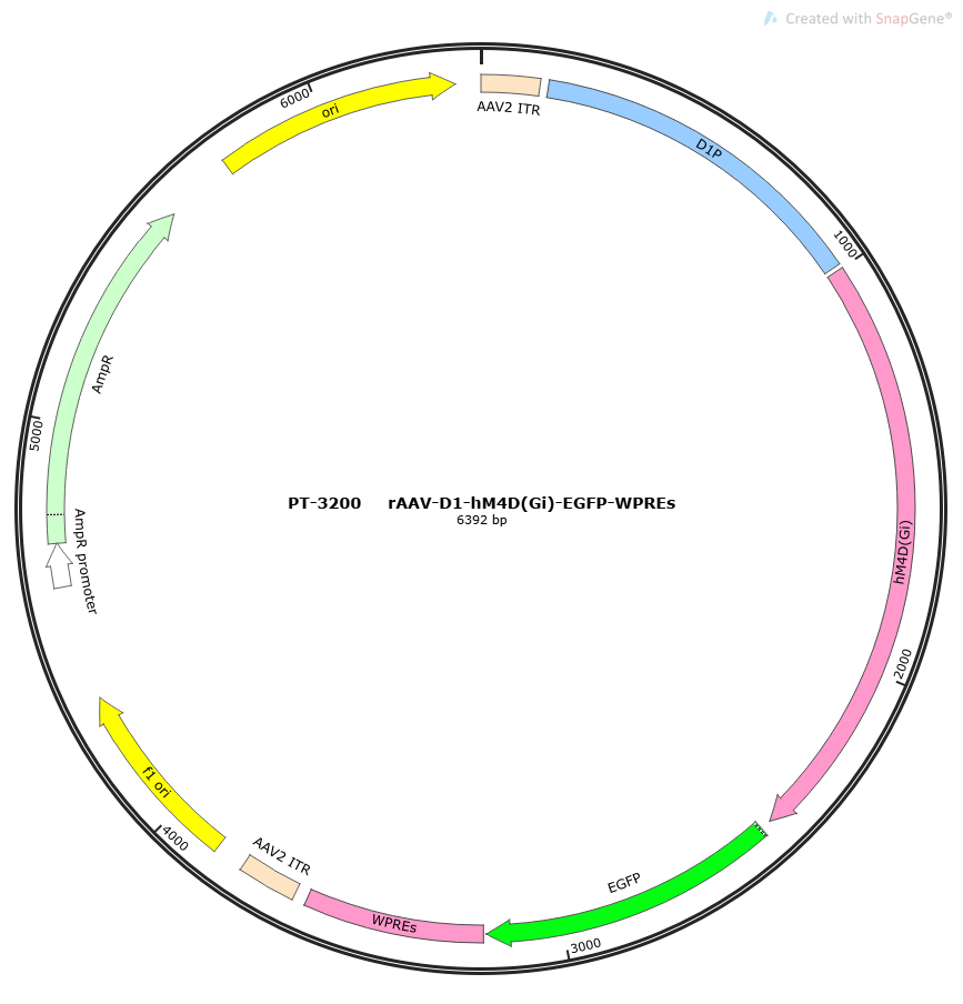 rAAV-D1-hM4D(Gi)-EGFP-WPREs
