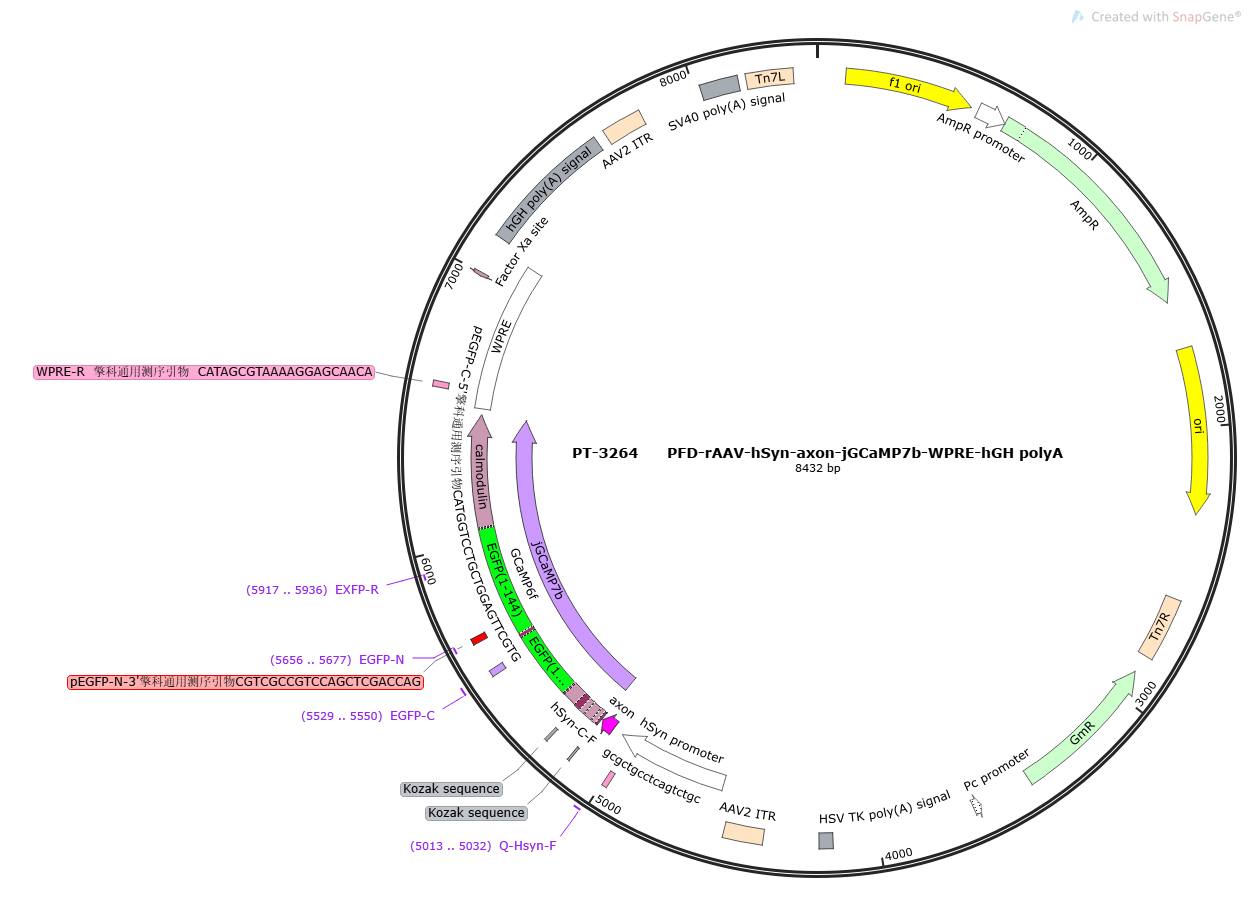 PFD-rAAV-hSyn-axon-jGCaMP7b-WPRE-hGH polyA