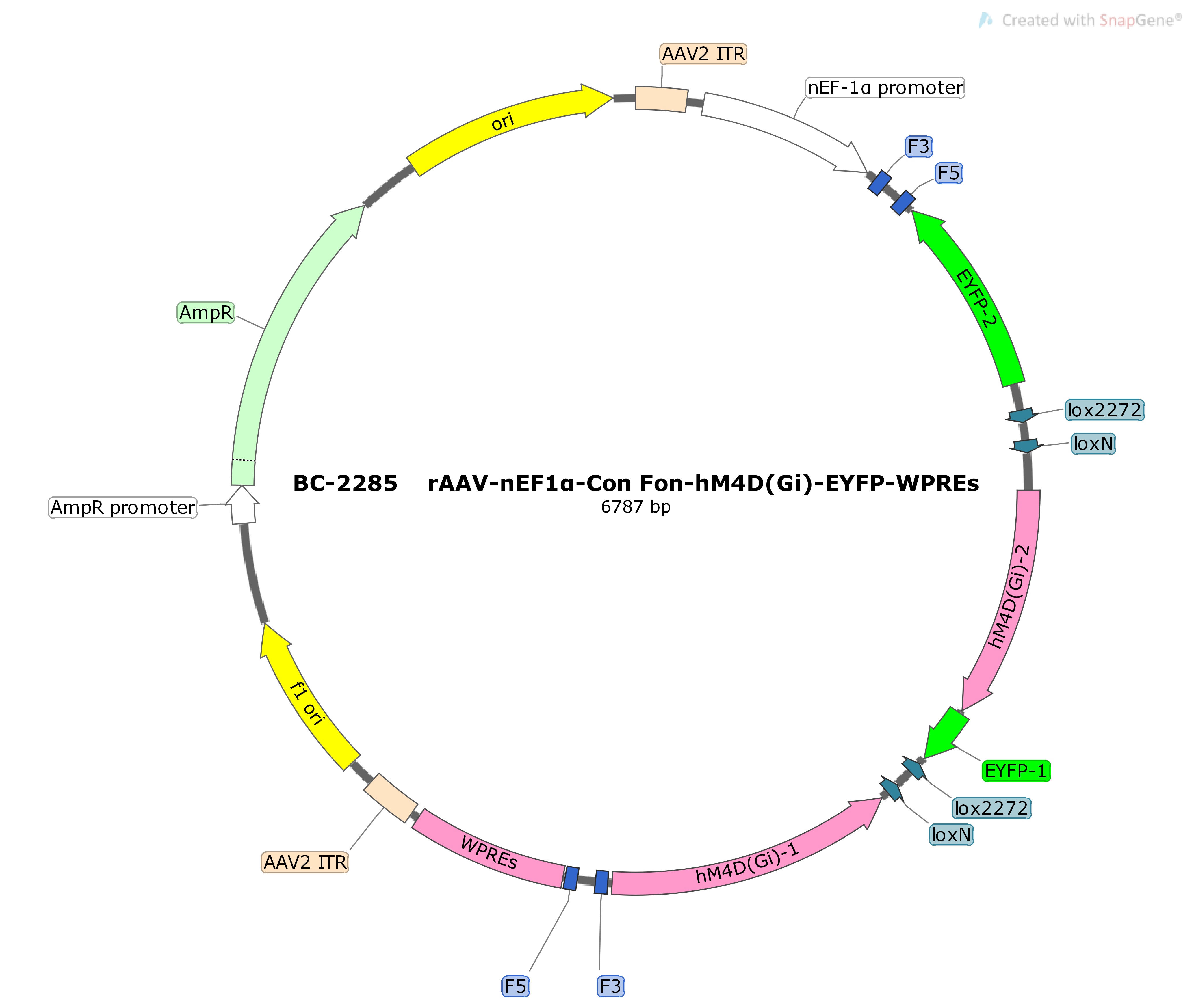 rAAV-nEF1α-Con Fon-hM4D(Gi)-EYFP