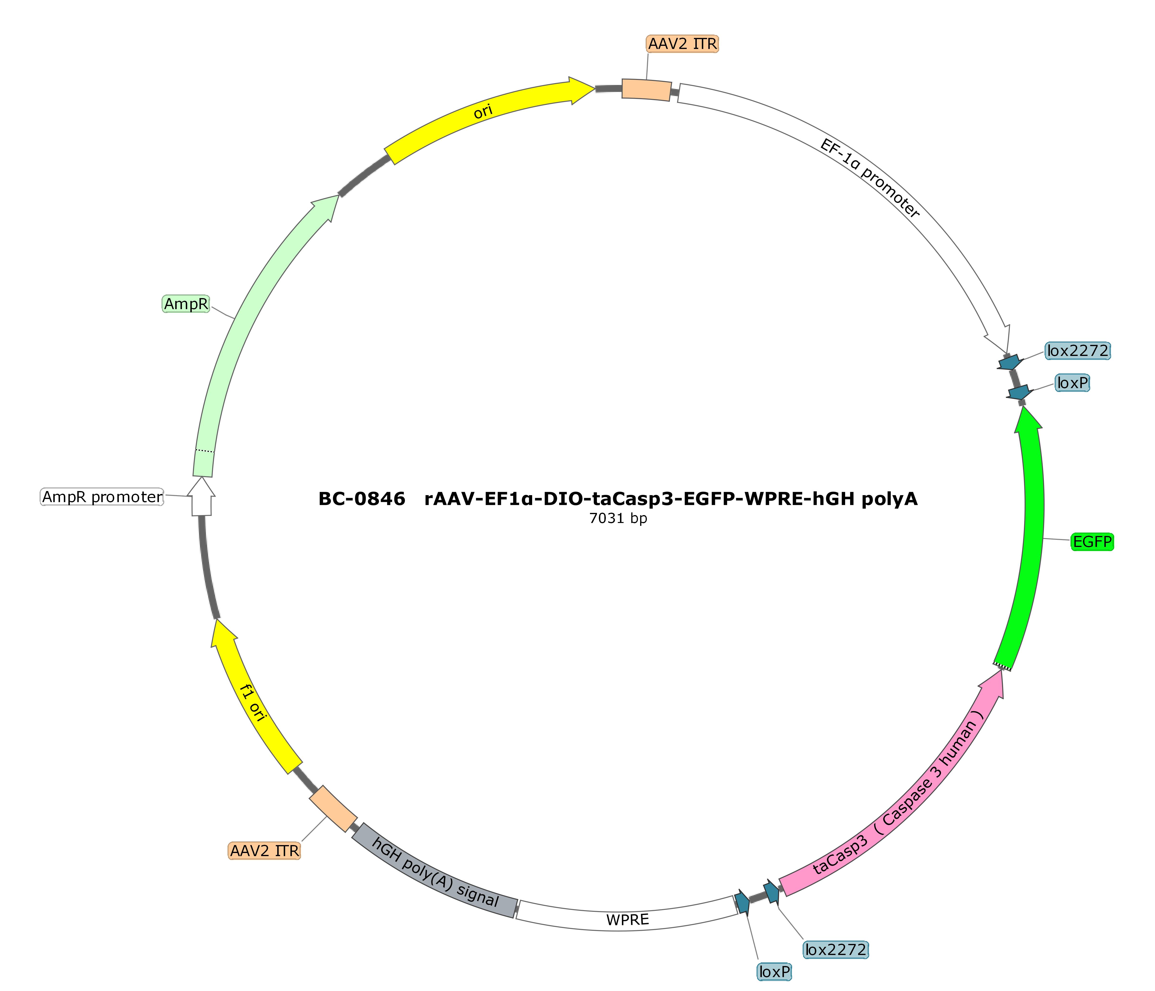 rAAV-EF1α-DIO-taCasp3-EGFP