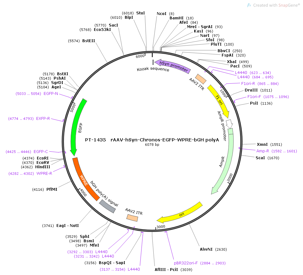 rAAV-hSyn-Chronos-EGFP-WPRE-bGH polyA