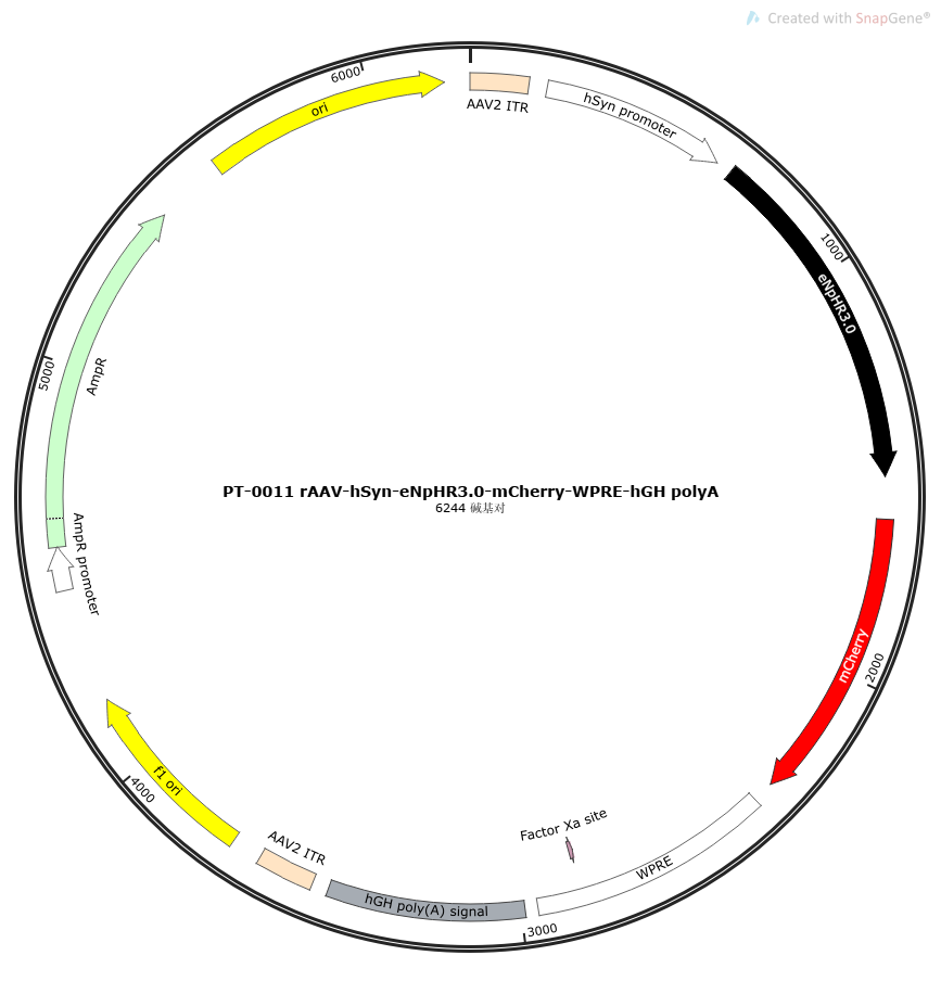 rAAV-hSyn-eNpHR3.0-mCherry-WPRE-hGH polyA