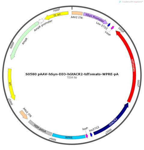 AAV2/9-hSyn-DIO-hGtACR2-tdTomato-ER2-WPRE-pA