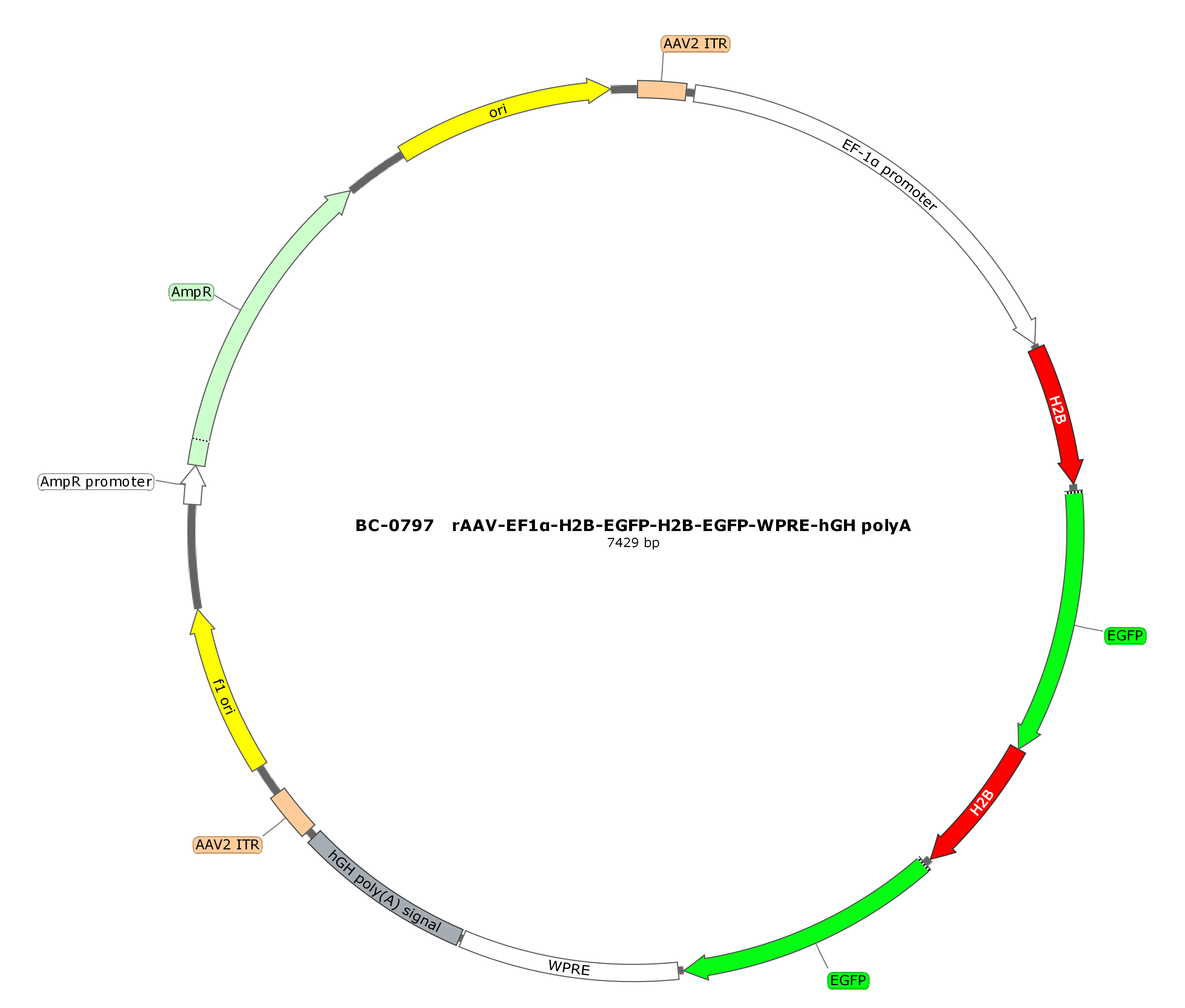 rAAV-EF1α-H2B-EGFP-H2B-EGFP