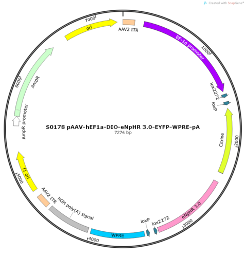 AAV2/8-hEF1a-DIO-eNpHR 3.0-EYFP-WPRE-pA