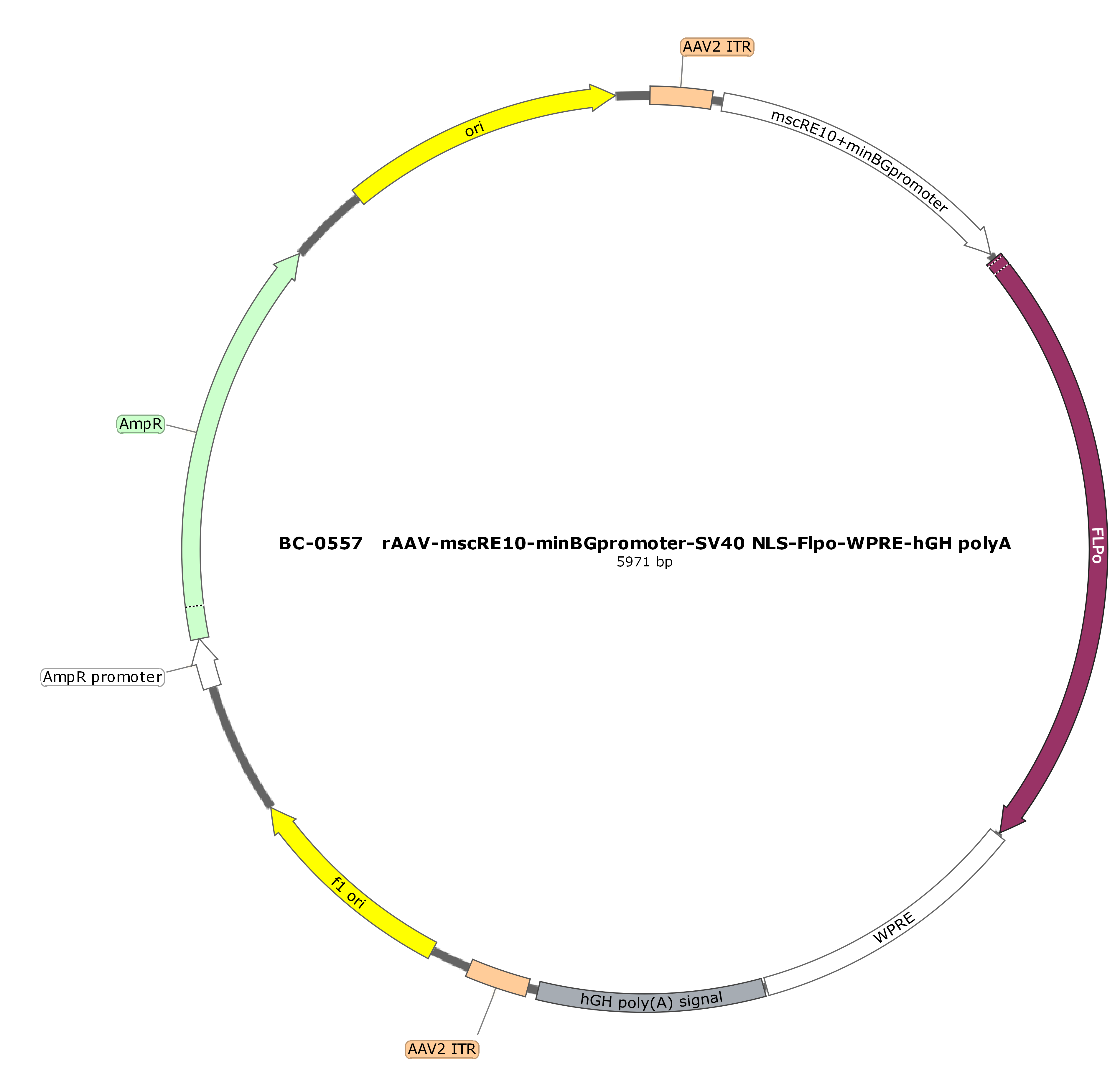 rAAV-mscRE10-minBGpromoter-SV40 NLS-Flpo