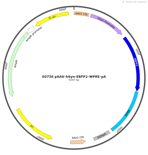 AAV2/9-hSyn-EBFP2-WPRE-pA