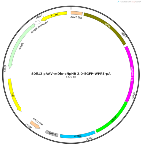 AAV2/9-mDlx-eNpHR 3.0-EGFP-WPRE-pA